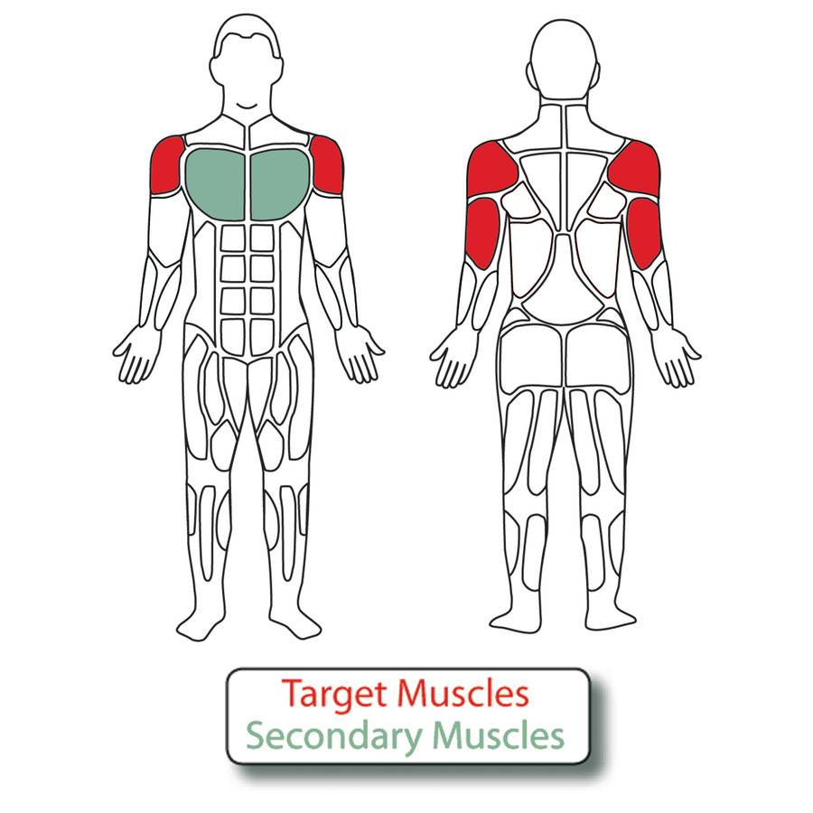 Muscle Groups for Adjustable Vertical Press