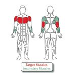 Muscle Groups for 2-Person Accessible Lat Pull